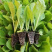 大白菜苗，耐花抗病，低温高温品种都有，现苗直发