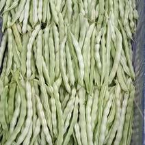 九粒芸豆新鲜采摘大量上市了货源充足价格便宜