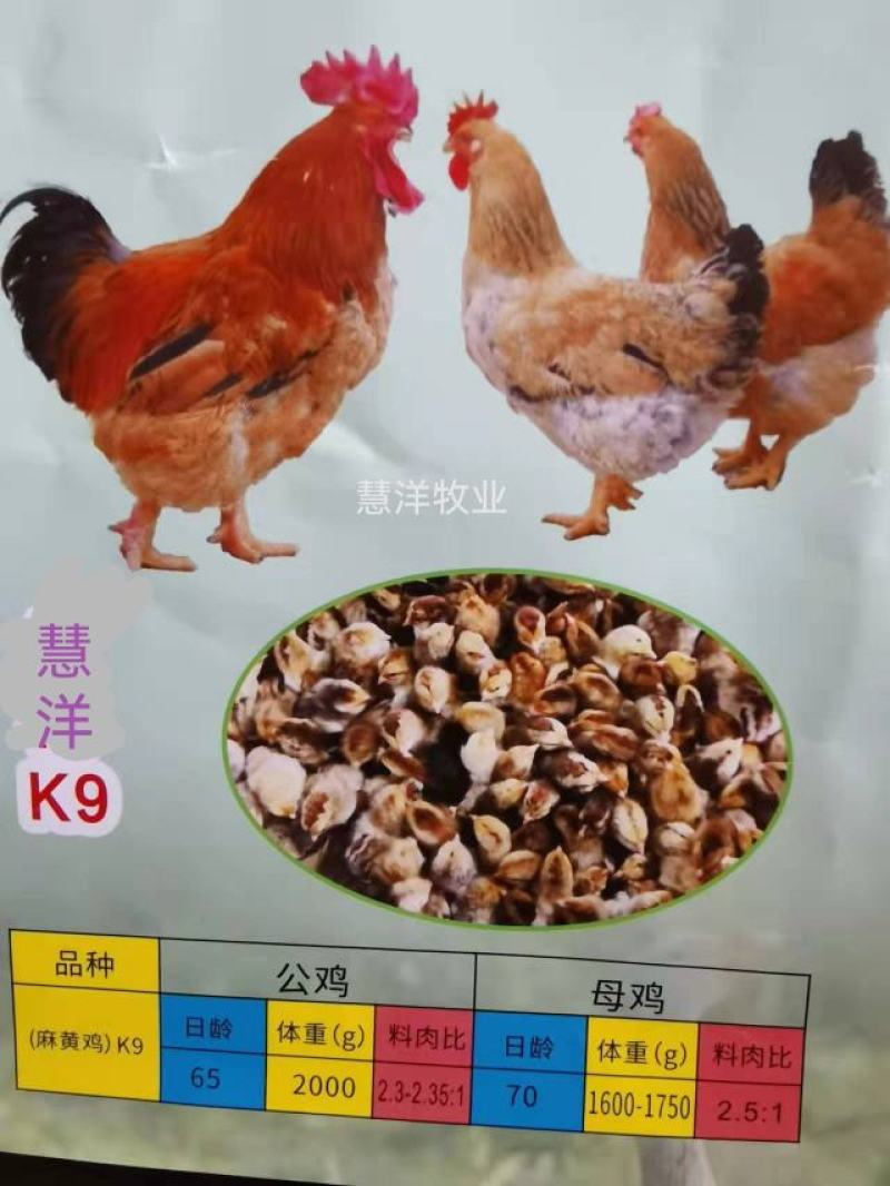 K九肉鸡苗包邮岀壳苗脱温苗3至5两左右质量可靠