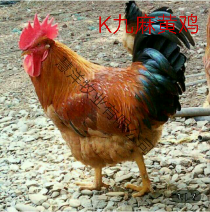 K九肉鸡苗包邮岀壳苗脱温苗3至5两左右质量可靠