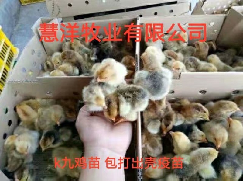K九肉鸡苗包邮岀壳苗脱温苗3至5两左右质量可靠