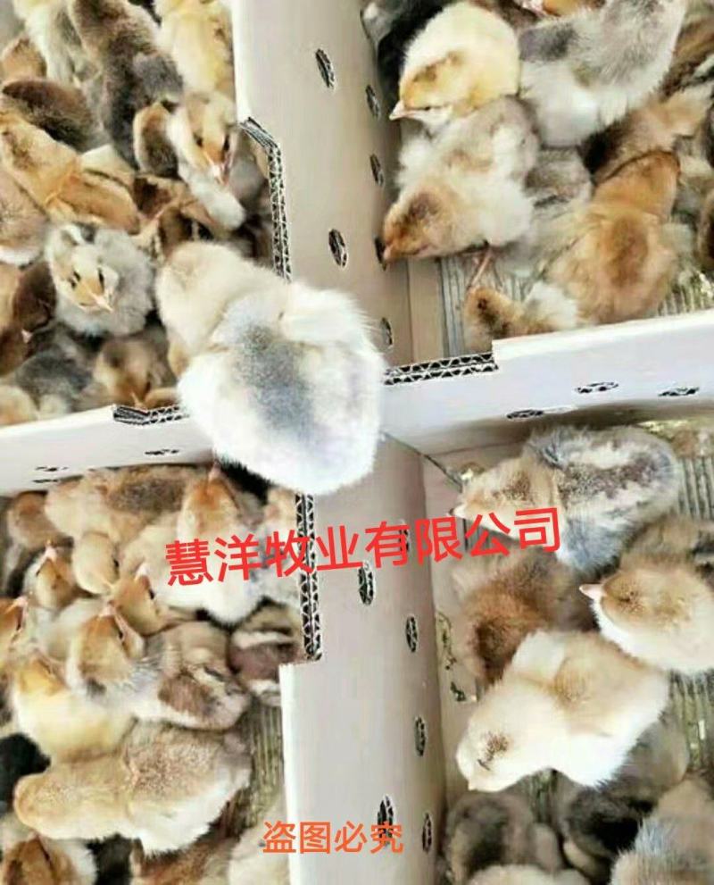 K九肉鸡苗包邮岀壳苗脱温苗3至5两左右质量可靠
