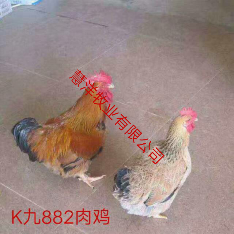 K九肉鸡苗包邮岀壳苗脱温苗3至5两左右质量可靠