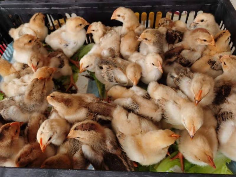 K九肉鸡苗包邮岀壳苗脱温苗3至5两左右质量可靠