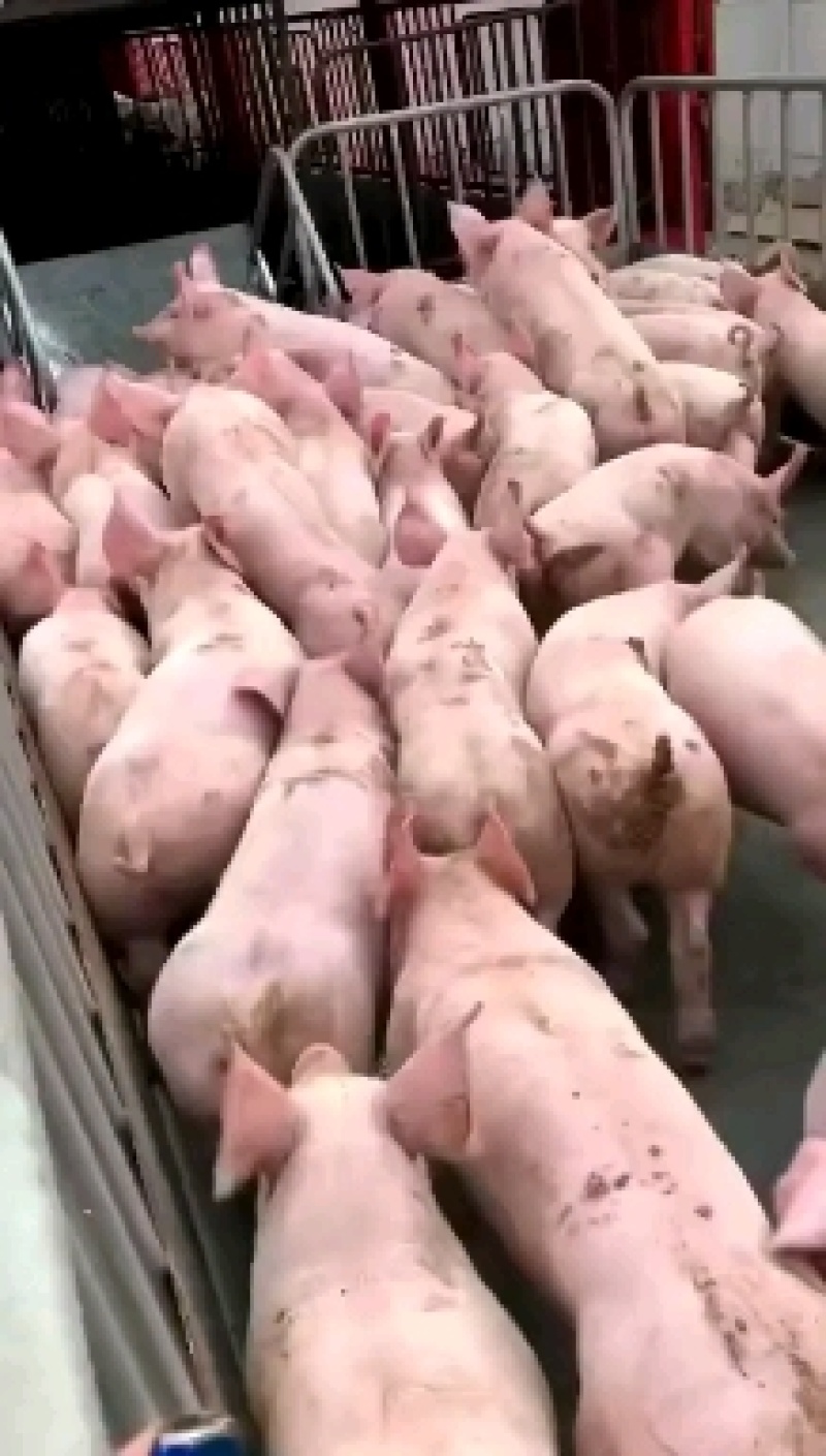 三元小仔猪双脊椎双屁股瘦肉型猪仔，需要下单先联系客服