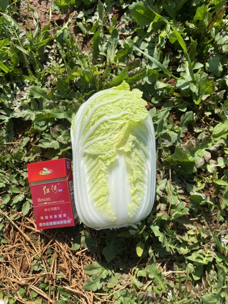 精品娃娃菜基地直供一手货源品质保证诚信经营欢迎采购
