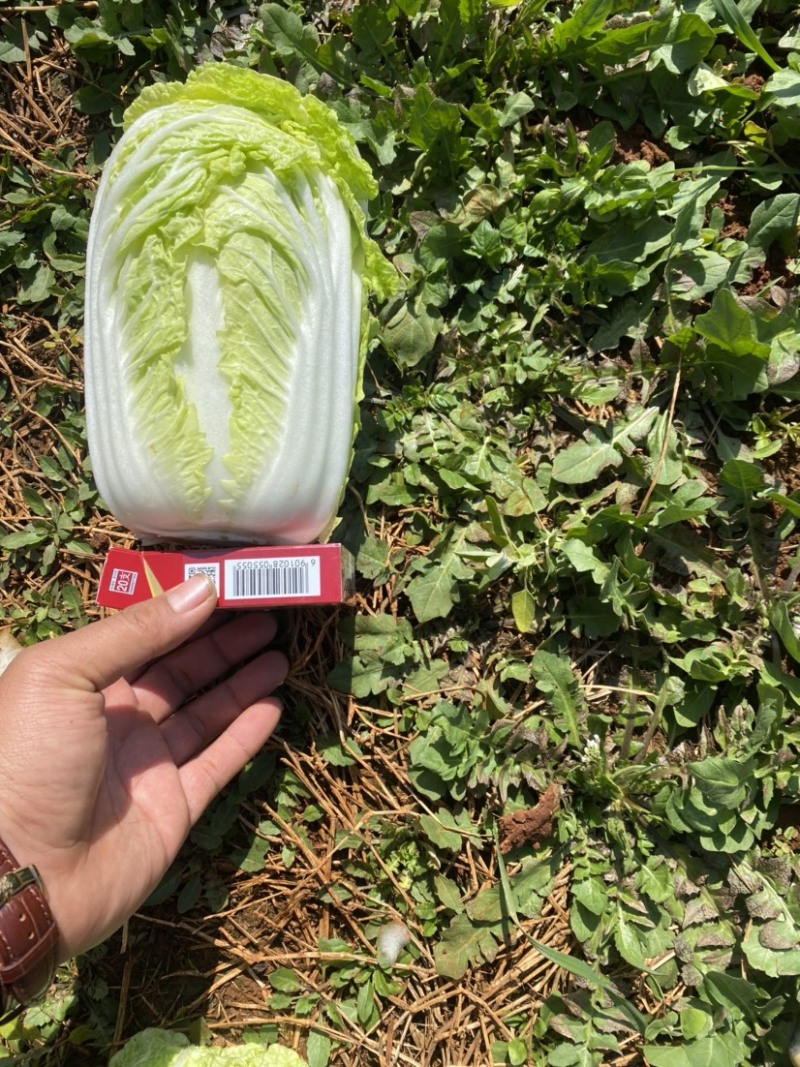 精品娃娃菜基地直供一手货源品质保证诚信经营欢迎采购