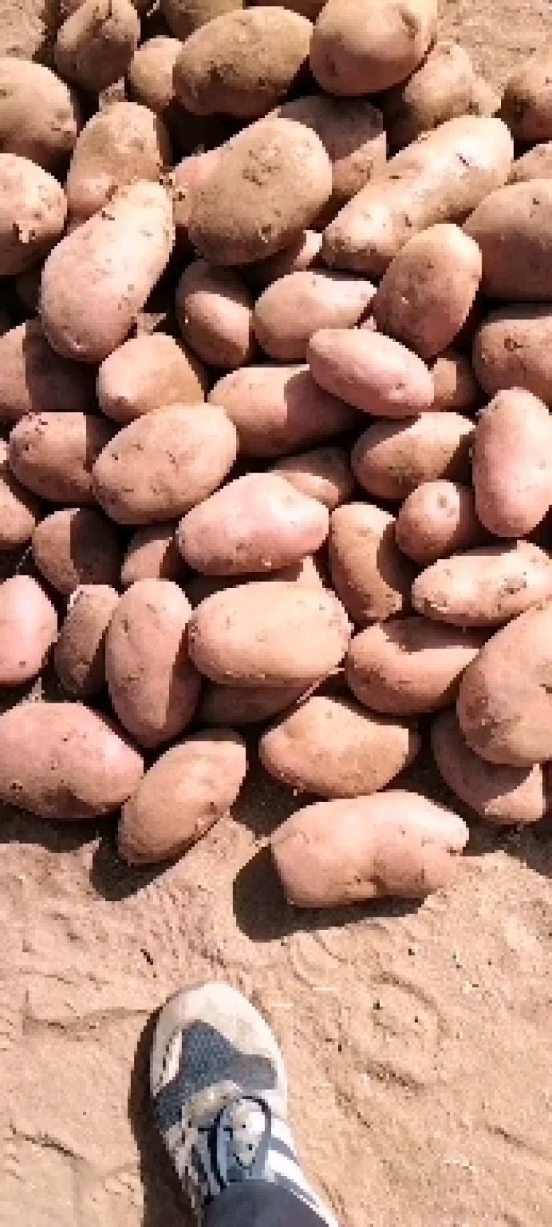 红皮土豆，川引土豆，红皮黄心，口感好，价格低。