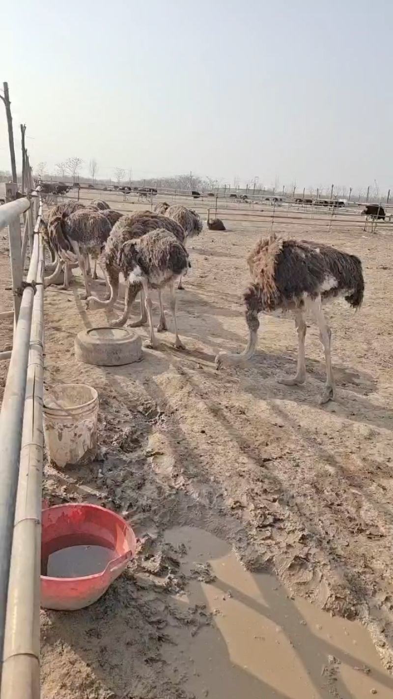 种鸵鸟，杀肉鸵鸟现货供应有需要的联系全国各地都可以发货