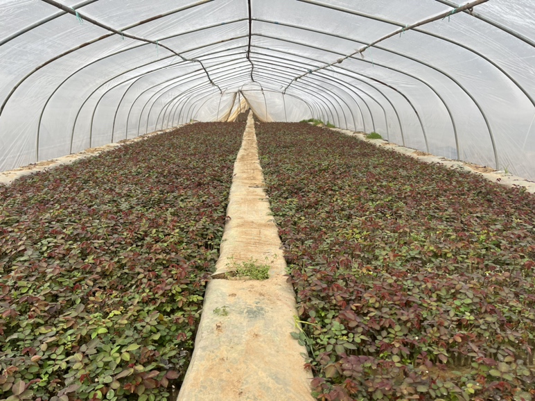 大花月季与丰花月季种植基地对比图