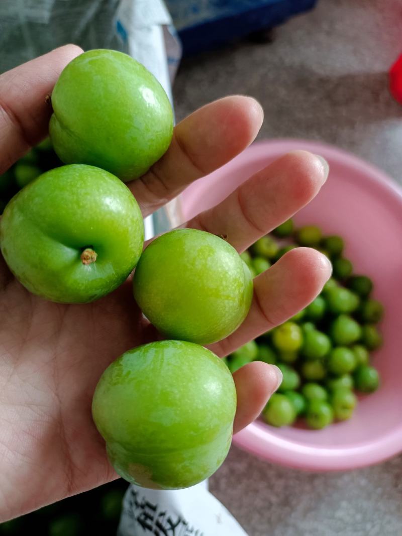 三月李信宜钱排三月李