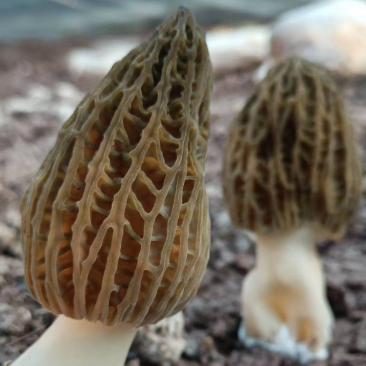 新鲜羊肚菌，火爆全国，全国发货。