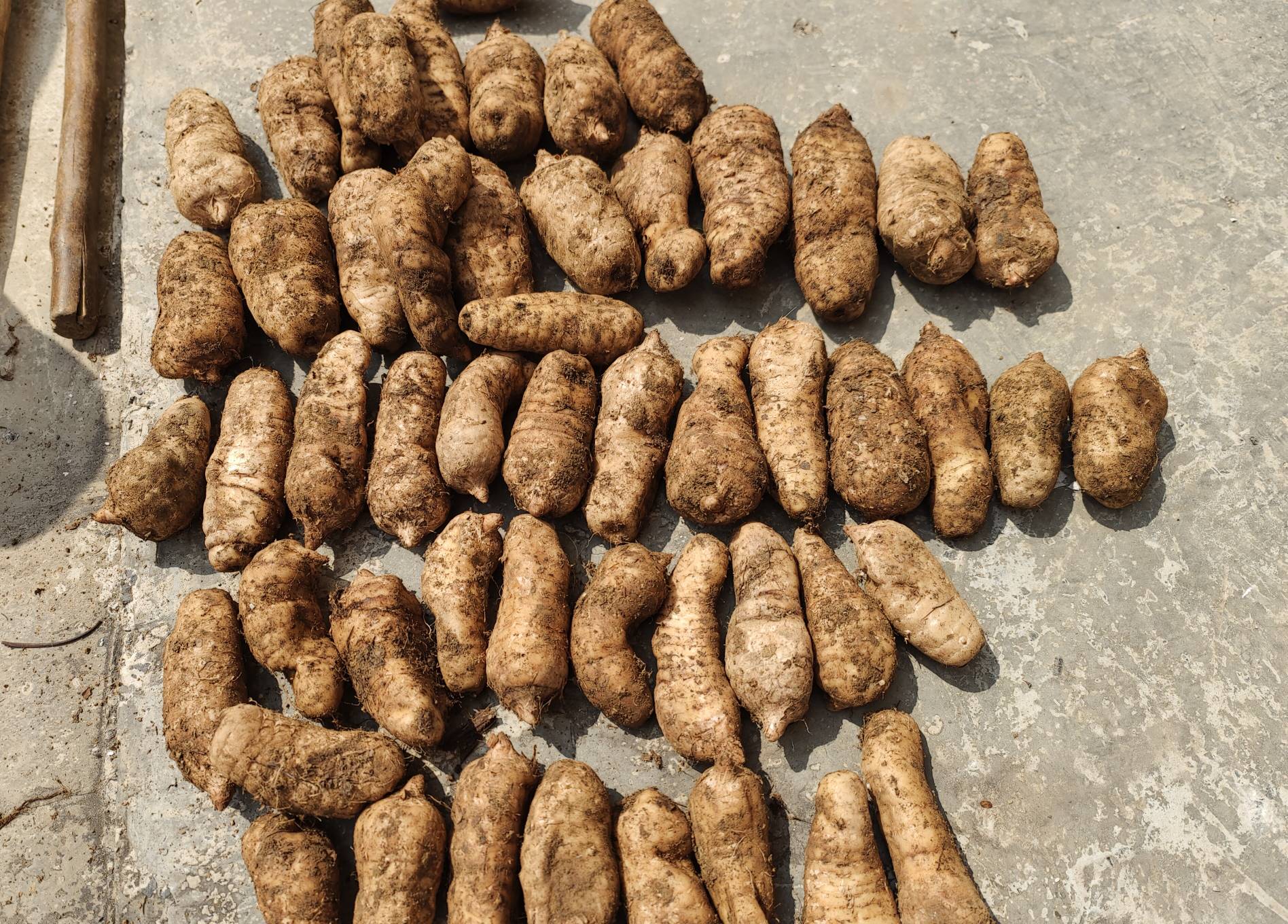 巴戟天与熟地黄药材图