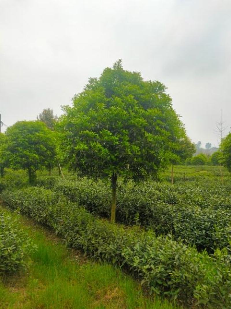 桂花树，各品种各规格齐全，产地直销，欢迎选购