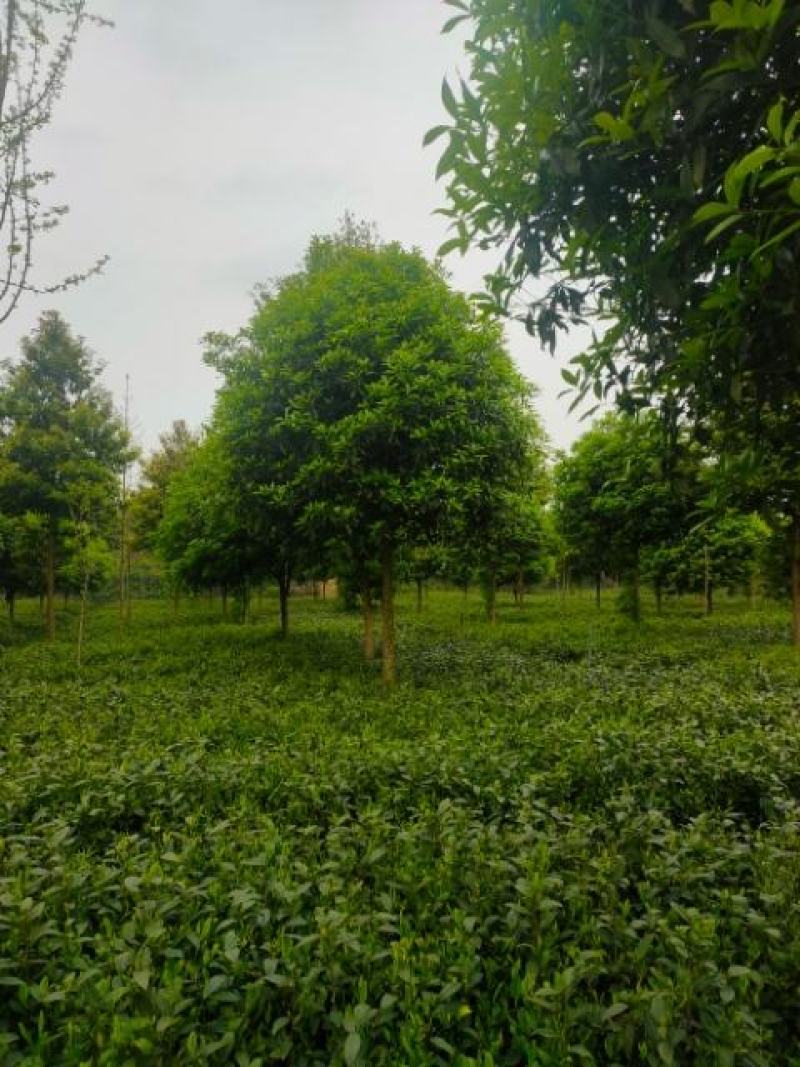 桂花树，各品种各规格齐全，产地直销，欢迎选购