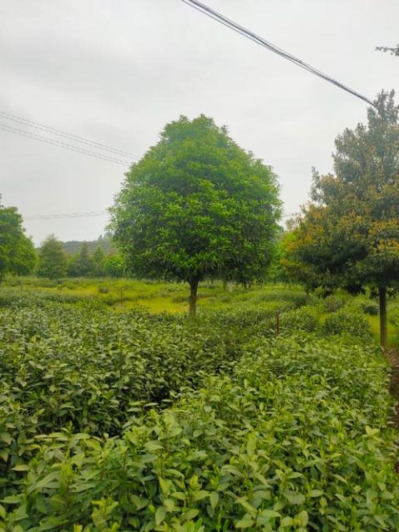 桂花树，各品种各规格齐全，产地直销，欢迎选购