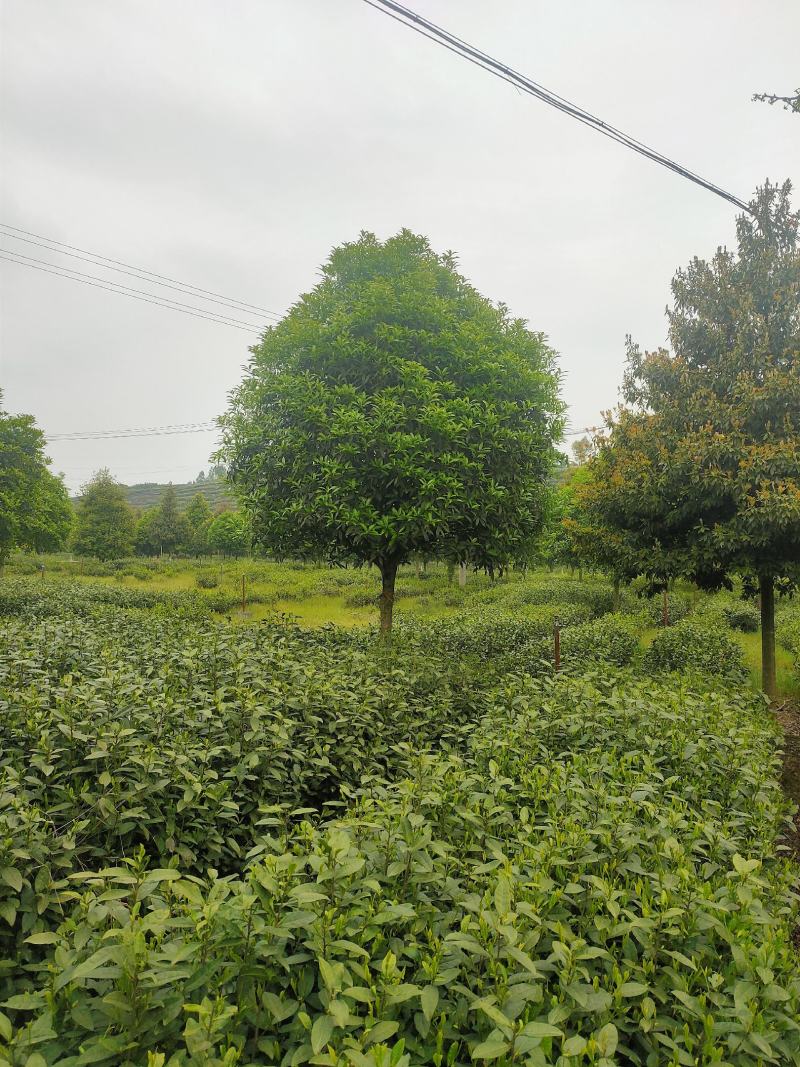 桂花树，各品种各规格齐全，产地直销，欢迎选购