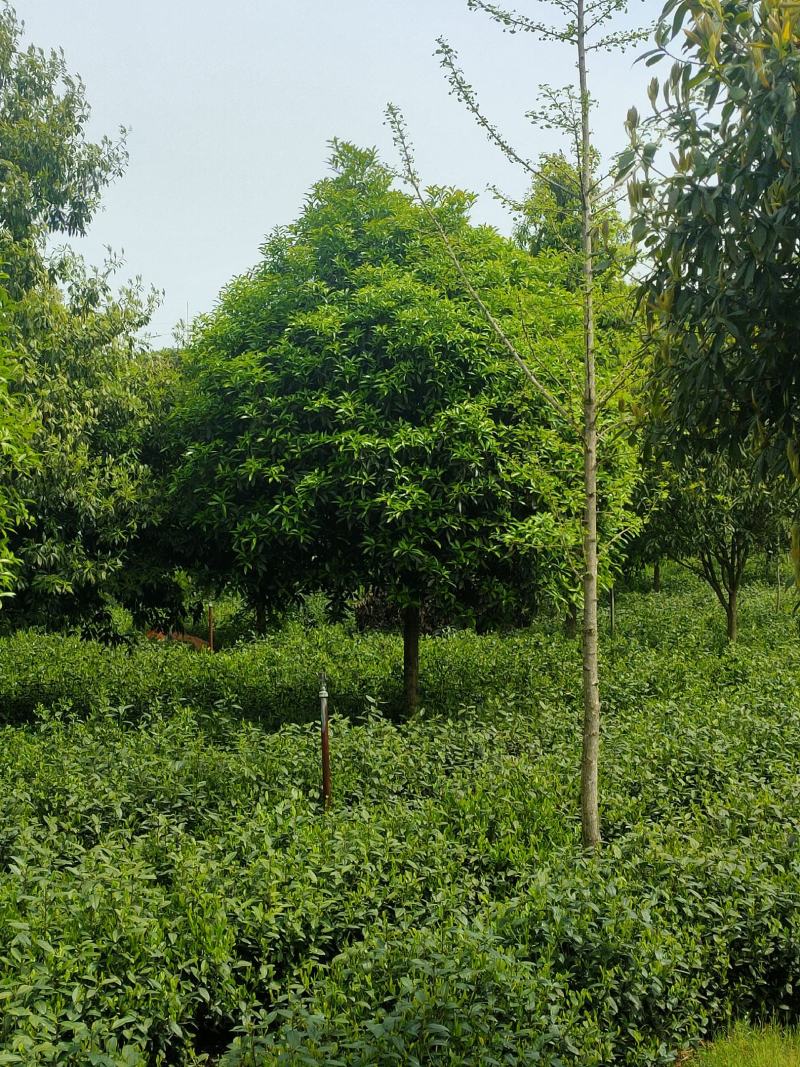 桂花树，各品种各规格齐全，产地直销，欢迎选购