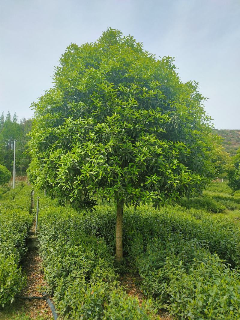 桂花树，各品种各规格齐全，产地直销，欢迎选购