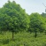 桂花树，各品种各规格齐全，产地直销，欢迎选购