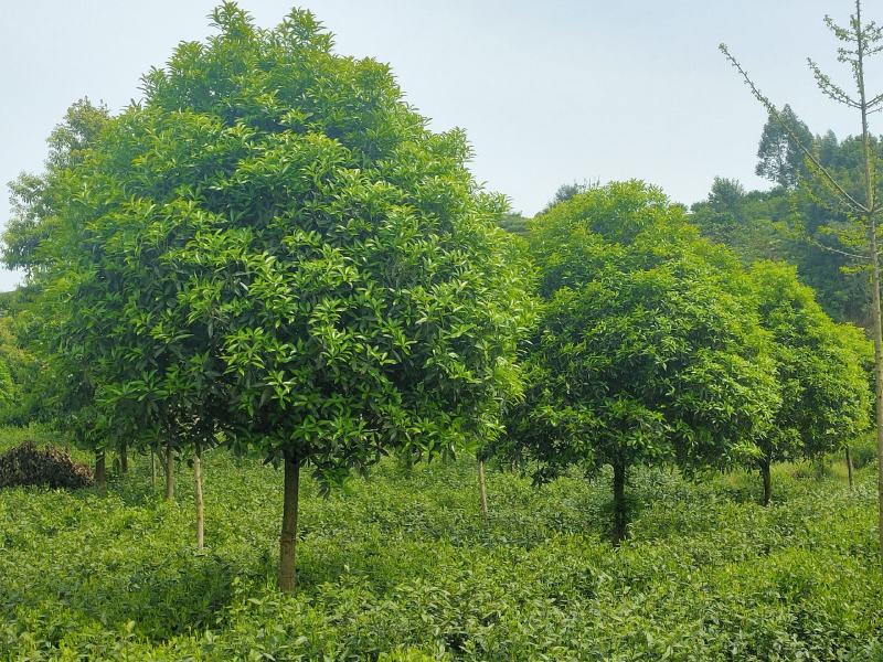 桂花树，各品种各规格齐全，产地直销，欢迎选购