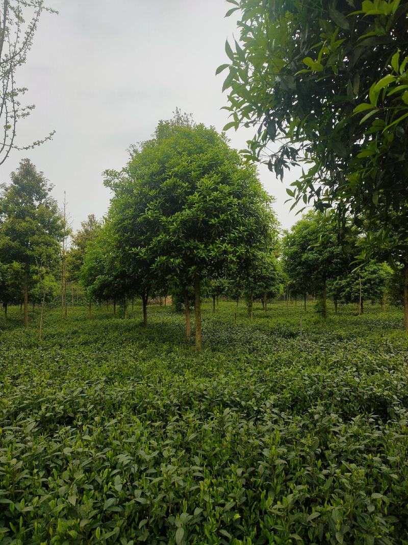 桂花树，各品种各规格齐全，产地直销，欢迎选购