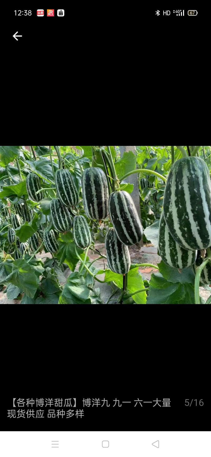 博洋九博洋六一大量上市