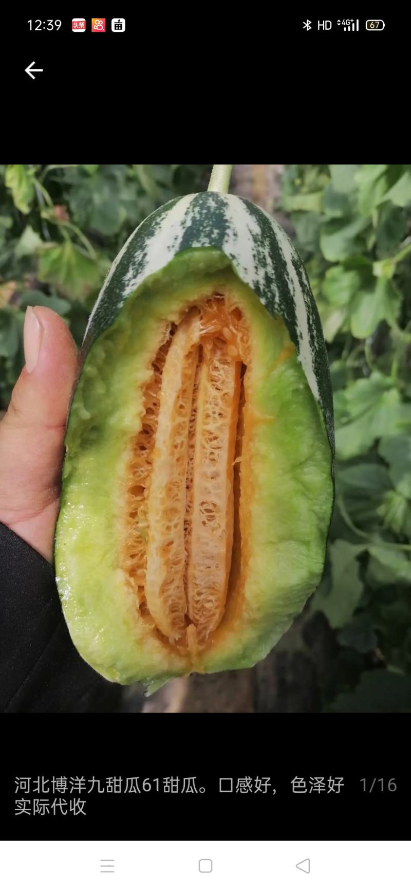 博洋九博洋六一大量上市