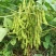 甲基化植物萃取精油农药增效剂环保农药渗透剂农药通用助剂