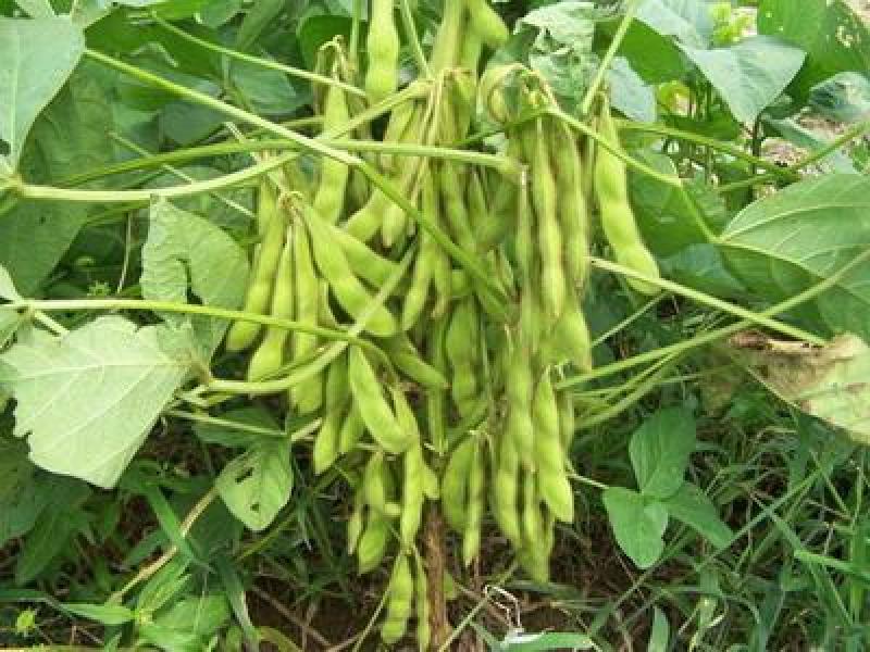 甲基化植物萃取精油农药增效剂环保农药渗透剂农药通用助剂