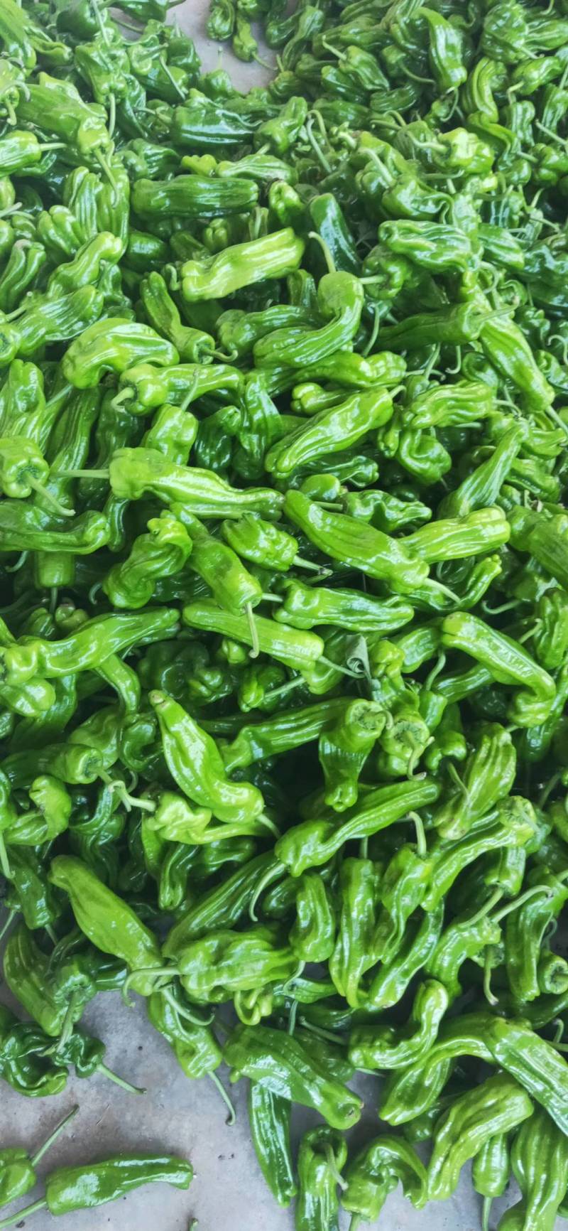 甲基化植物萃取精油农药增效剂环保农药渗透剂农药通用助剂