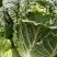 甲基化植物萃取精油农药增效剂环保农药渗透剂农药通用助剂