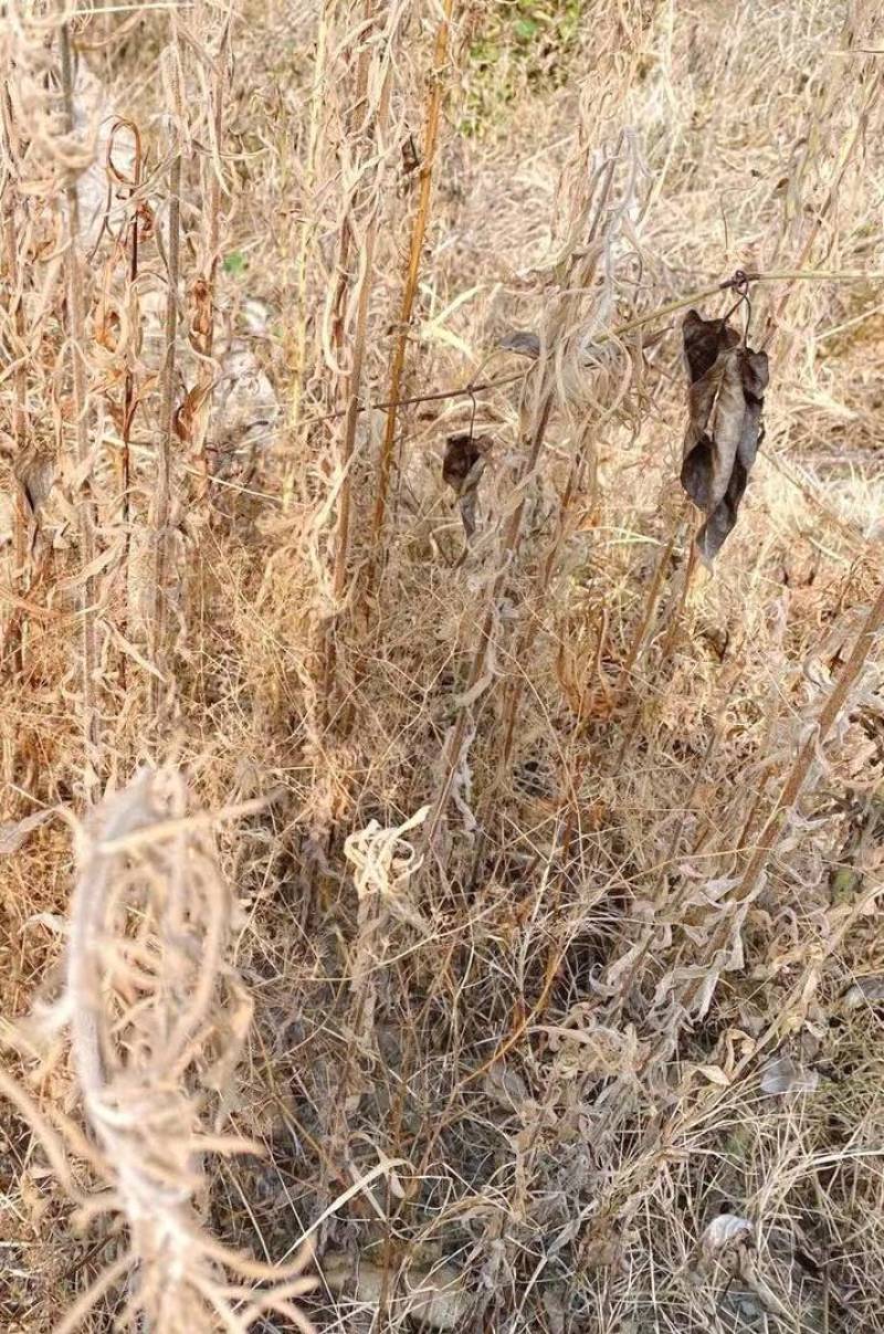 甲基化植物萃取精油农药增效剂环保农药渗透剂农药通用助剂