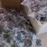 大连特产：裙带菜，社区团购爆品，各大农贸批发市场