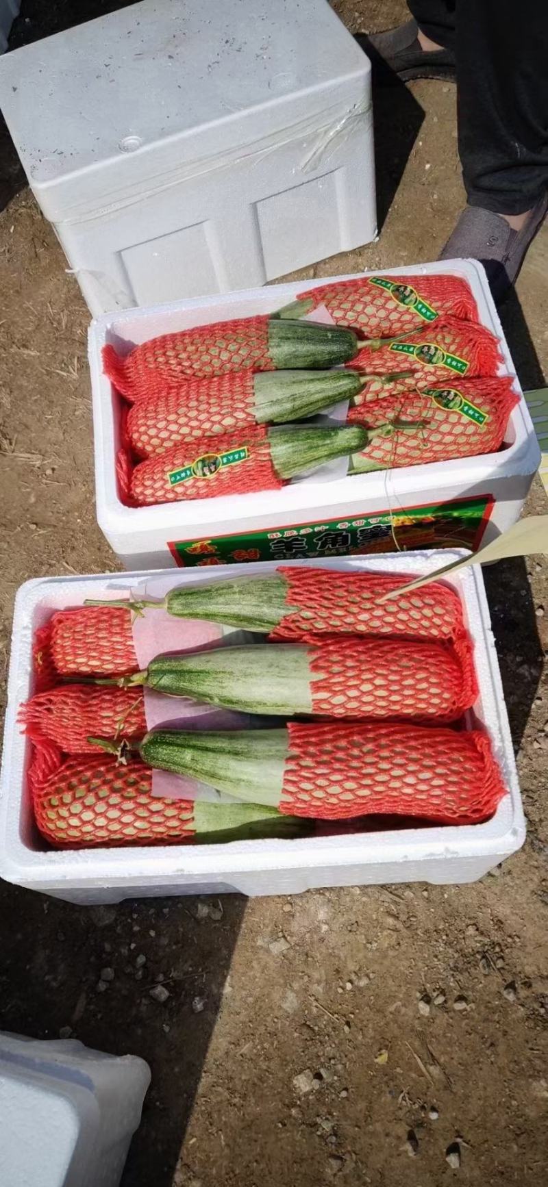 山东头茬羊角蜜电商商超合作一手货源质量保证