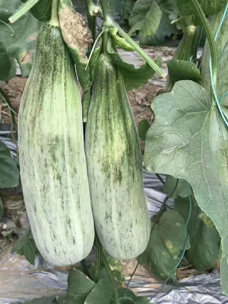 山东头茬羊角蜜电商商超合作一手货源质量保证