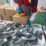 大连特产：裙带菜，社区团购爆品，各大农贸批发市场