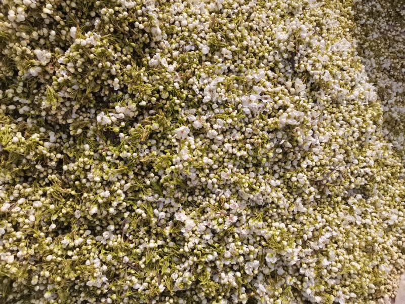 梨花.梨花粉.花籽.梨花粉.产地.梨花蕊.产地