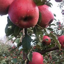 长白山老苹果，自家果园，十年老树，口感非常好