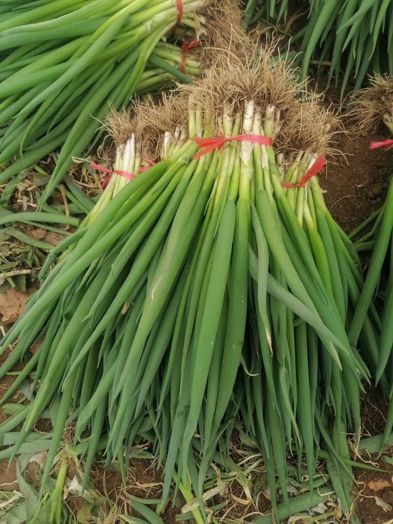 四季小葱30~35cm