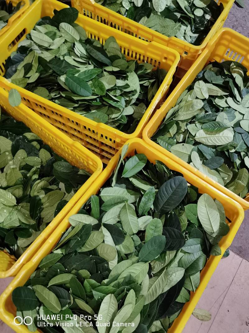 【广东香水柠檬叶】柠檬叶，鱼生专用配料，新鲜采摘香味浓郁