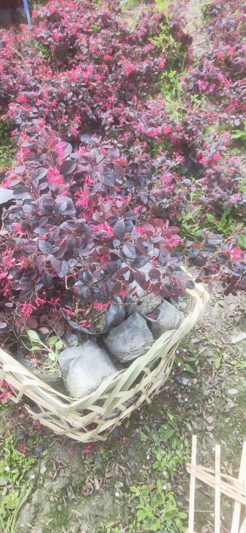 郫都区红继木种植基地，红继木种植户自家货源，成都红继木价