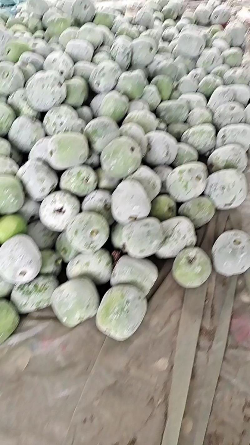 山东省聊城莘县一串铃白皮，小冬瓜，吊冬瓜，小冬瓜，上市