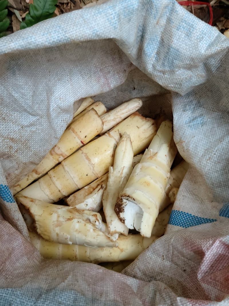苦笋乡村野山珍鲜脆爽口