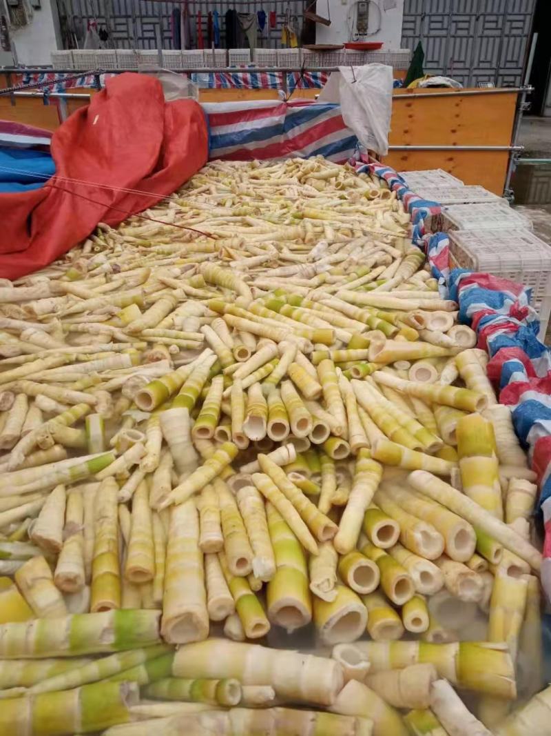 苦笋乡村野山珍鲜脆爽口