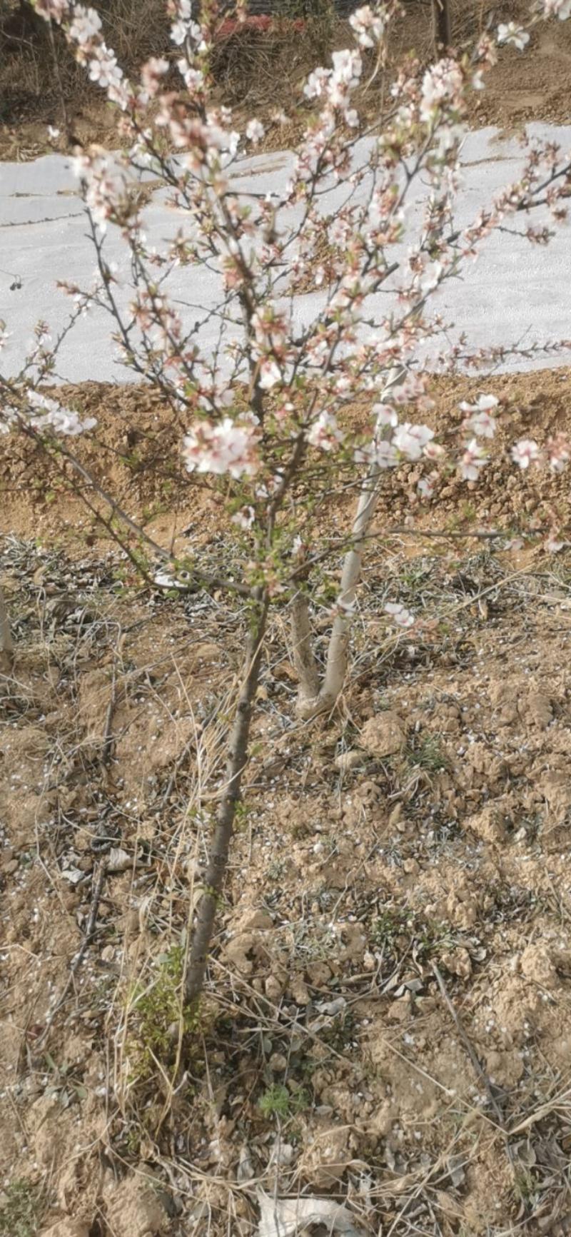 山樱桃树，
