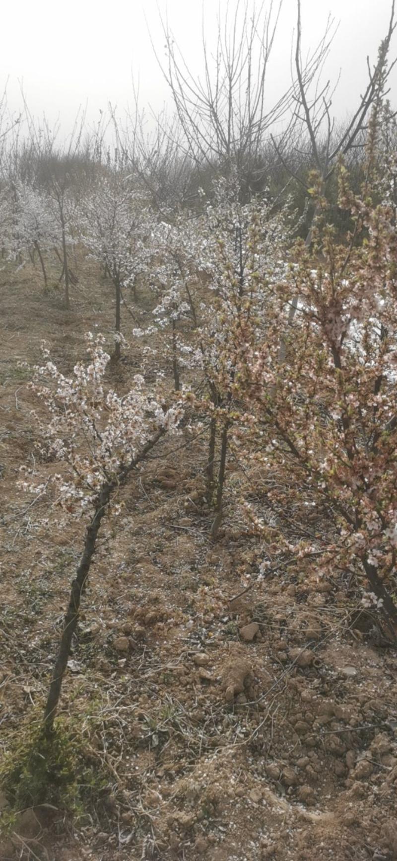 山樱桃树，