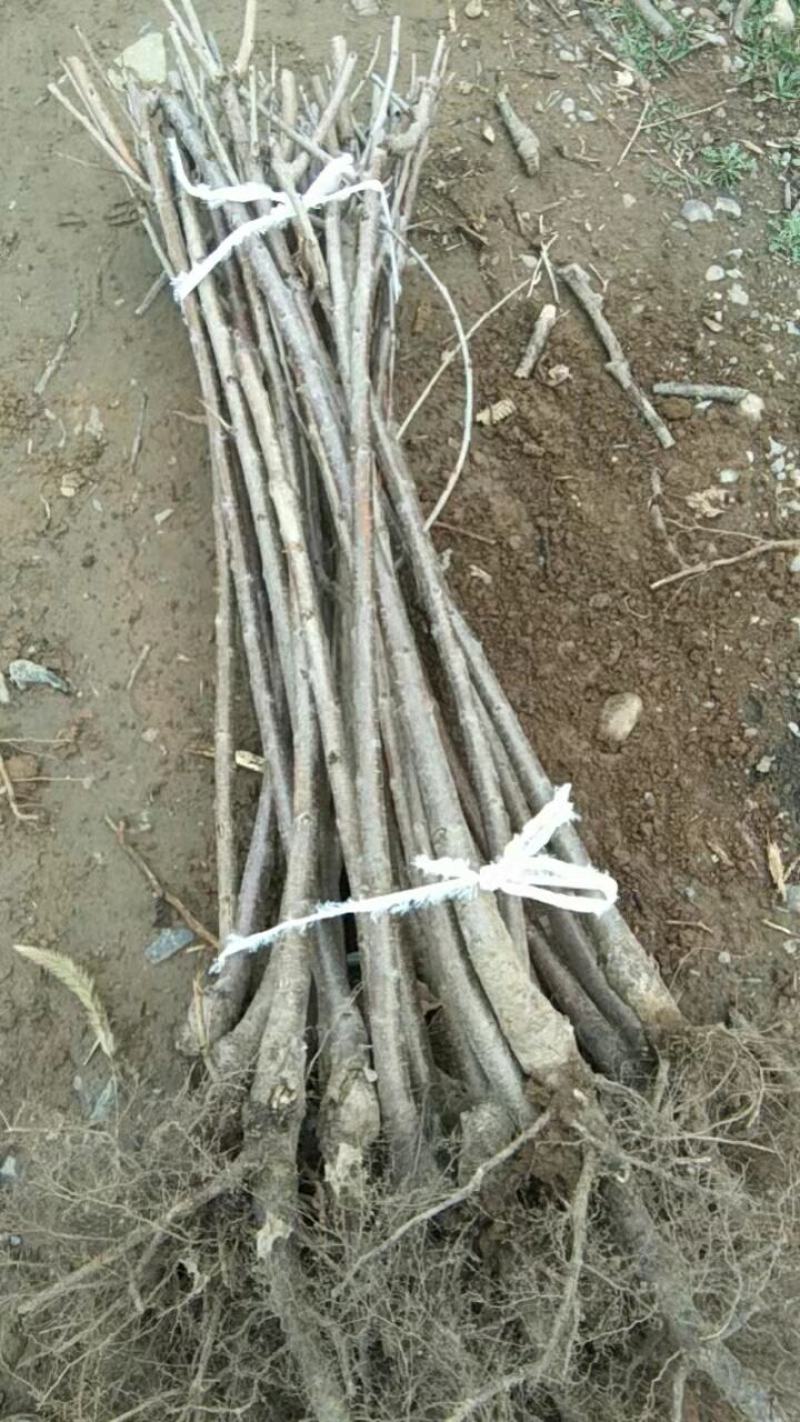山西绛县优质大樱桃苗培育基地欢迎你，品种有俄八，美早黄蜜
