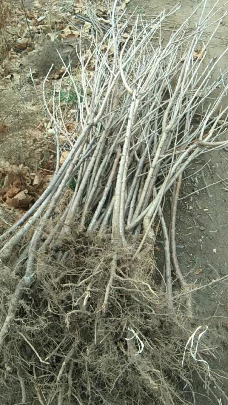山西绛县优质大樱桃苗培育基地欢迎你，品种有俄八，美早黄蜜