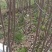 山西绛县晋源苗木基地大量供应红富士苹果树苗80cm以上